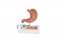 model nerek człowieka z tylnymi organami górnej części brzucha, 3 części - 3b smart anatomy - 1000310 [k22/3] 3b scientific modele anatomiczne 11